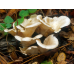 Мицелий Вешенки рожковидной / Вешенка обильная (Pleurotus cornucopiae)
